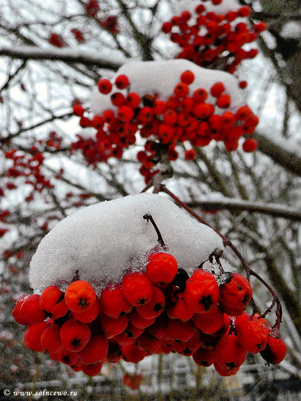 фото "Рябина в снегу" метки: природа, цветы