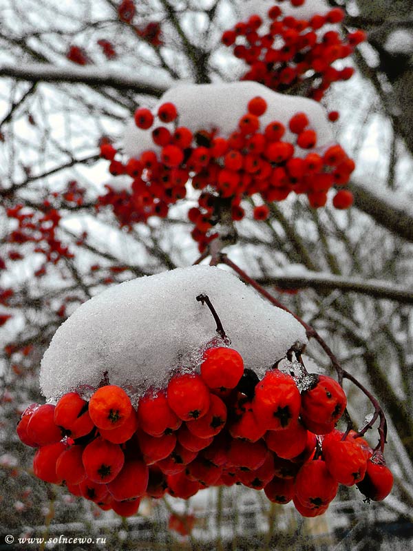 photo "***" tags: nature, flowers