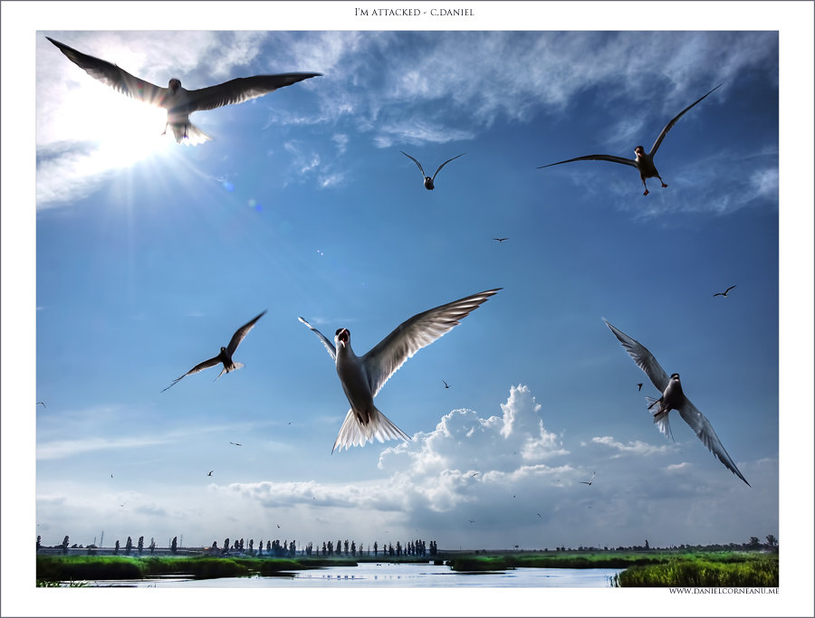 фото "I`m attacked" метки: природа, дикие животные