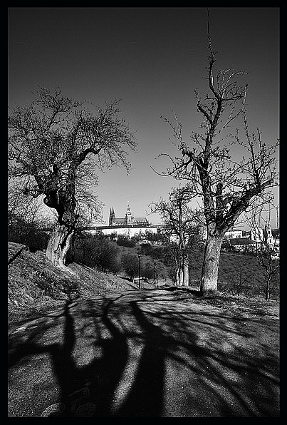 photo "Пражский Град а деревья" tags: black&white, 