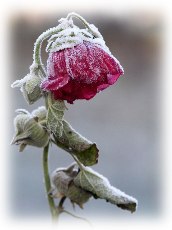 photo "***" tags: nature, flowers