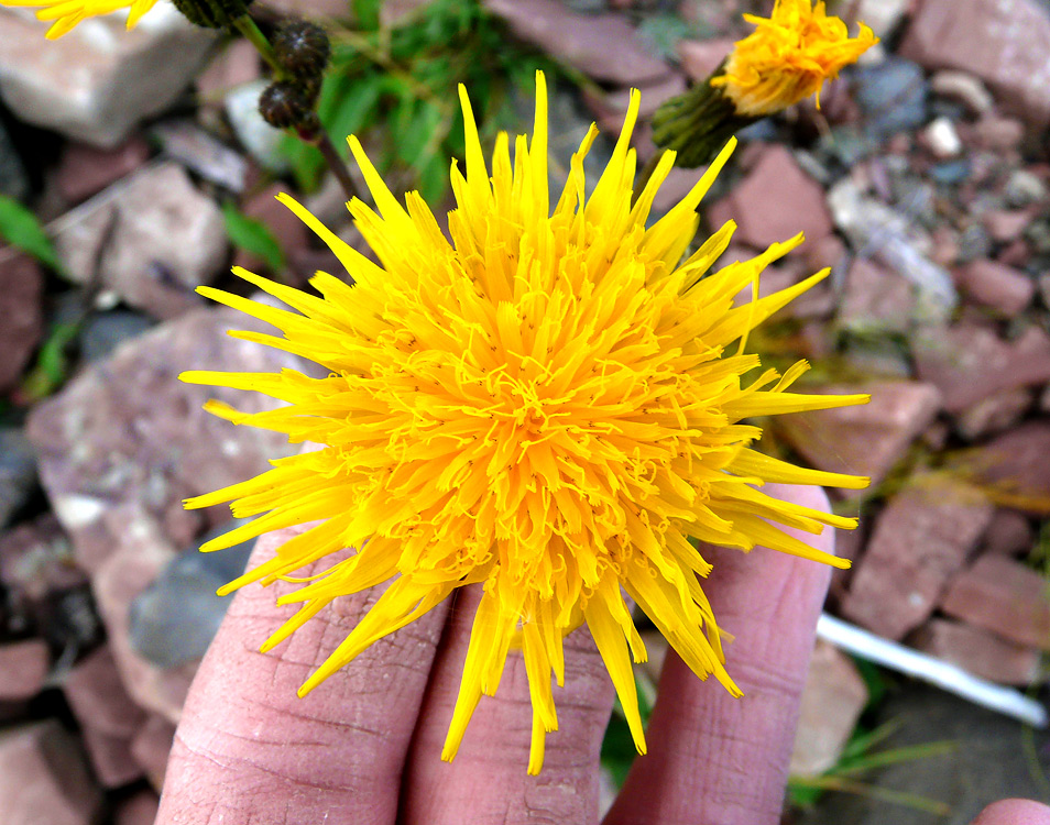 photo "small sun of Angara" tags: nature, macro and close-up, flowers