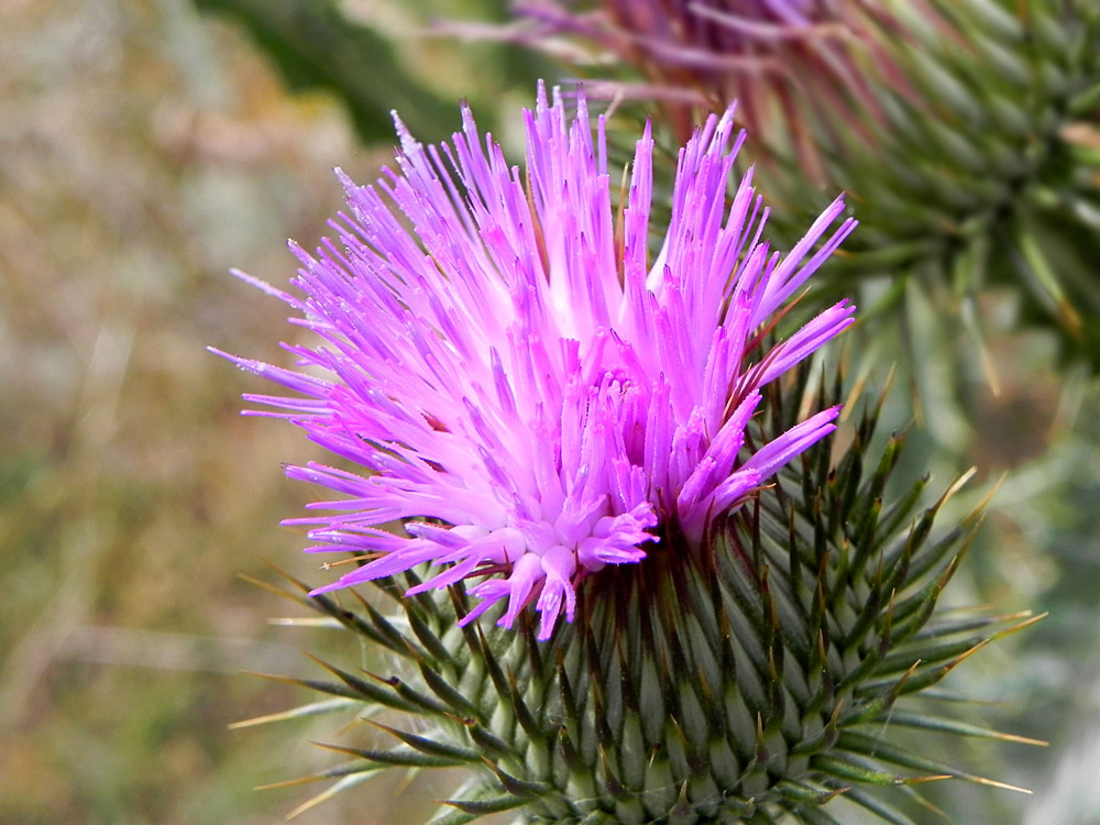 photo "***" tags: nature, flowers