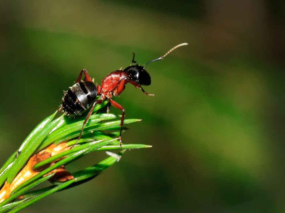 photo "On the duty" tags: nature, macro and close-up, insect