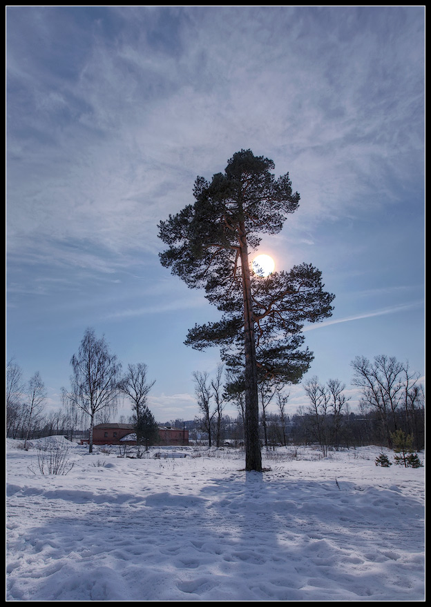 photo "sun on a branch))" tags: landscape, forest, winter