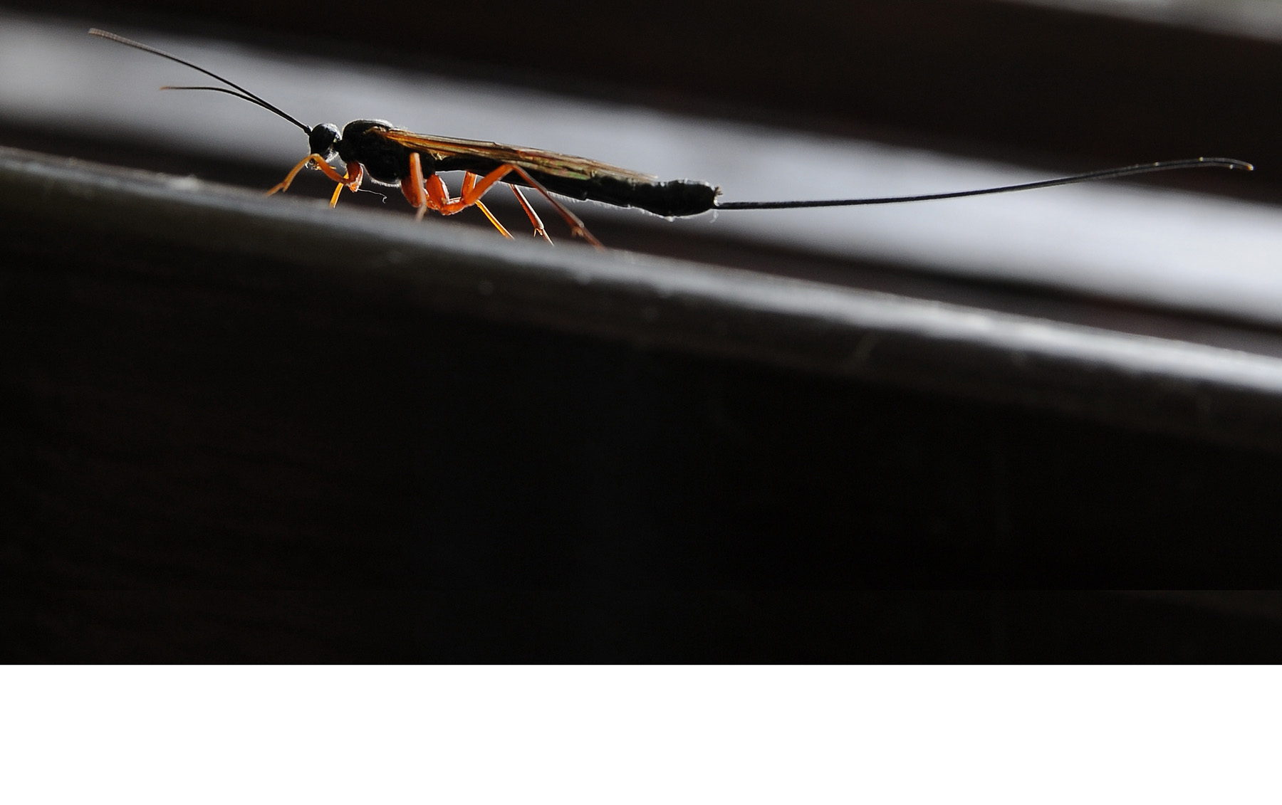 фото "Targeting" метки: макро и крупный план, природа, насекомое