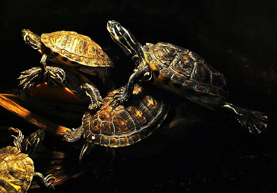 photo "In The Petshop" tags: nature, pets/farm animals