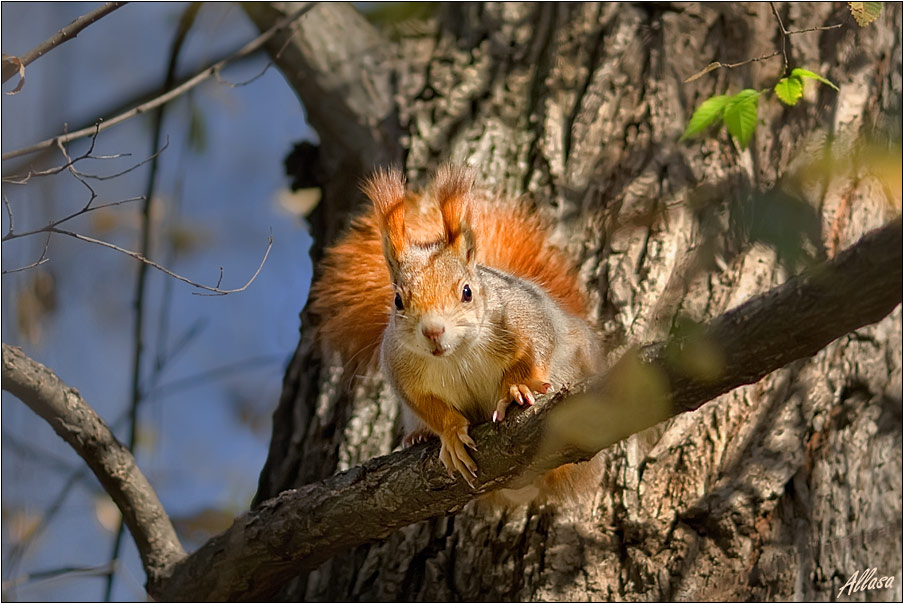 photo "***" tags: nature, humor, wild animals