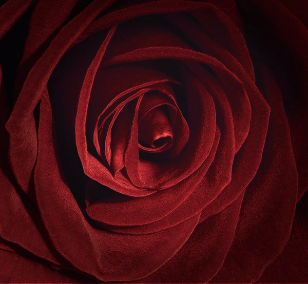 photo "para el hombre portugues" tags: nature, flowers