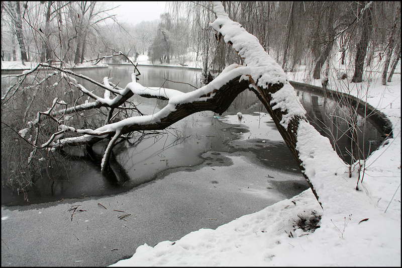 photo "Shot down by blizzard" tags: landscape, nature, Bucharest, lake, parks, snow, trees, winter