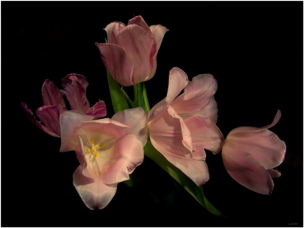 photo "***" tags: nature, flowers