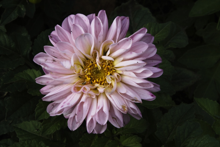 photo "***" tags: nature, flowers