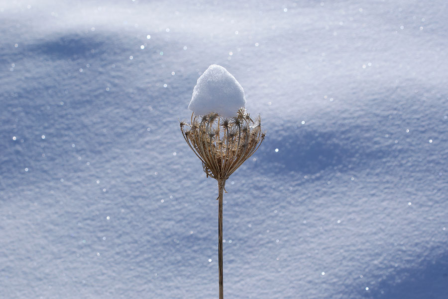 photo "I`m wait spring" tags: landscape, nature, flowers, winter