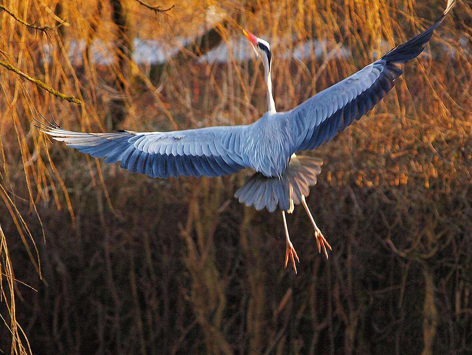 photo "Grace" tags: nature, wild animals