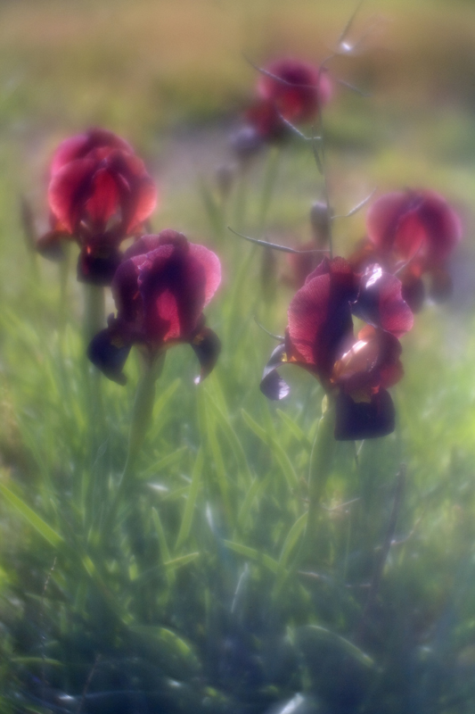 photo "Deep purple Iris" tags: nature, flowers