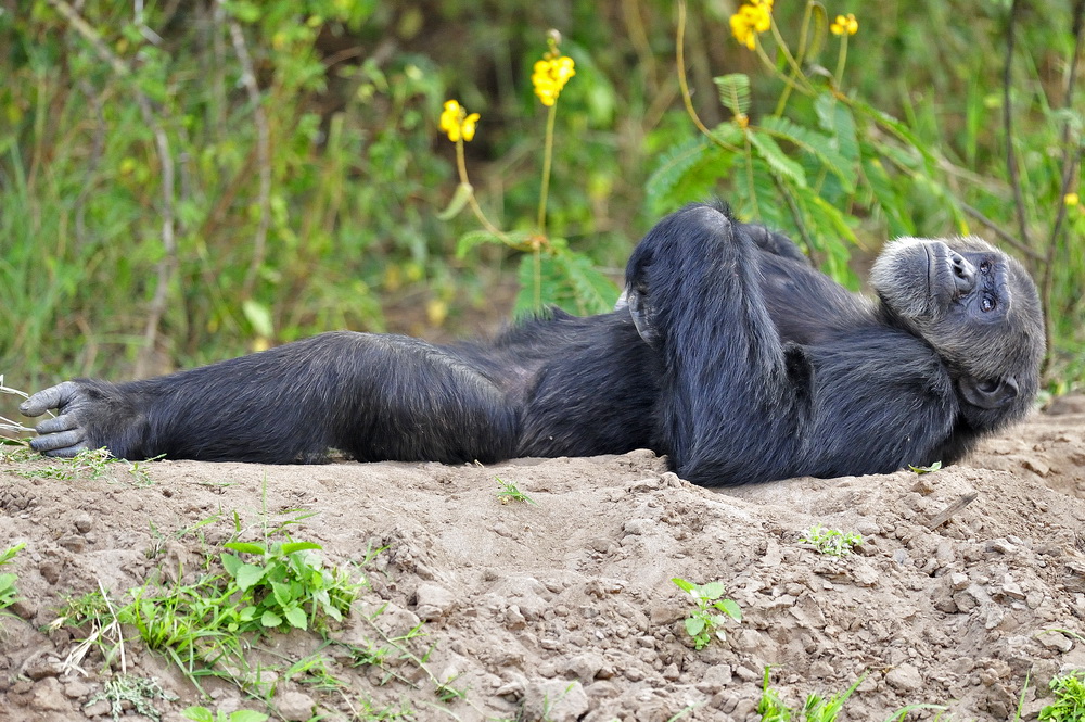 photo "***" tags: nature, wild animals