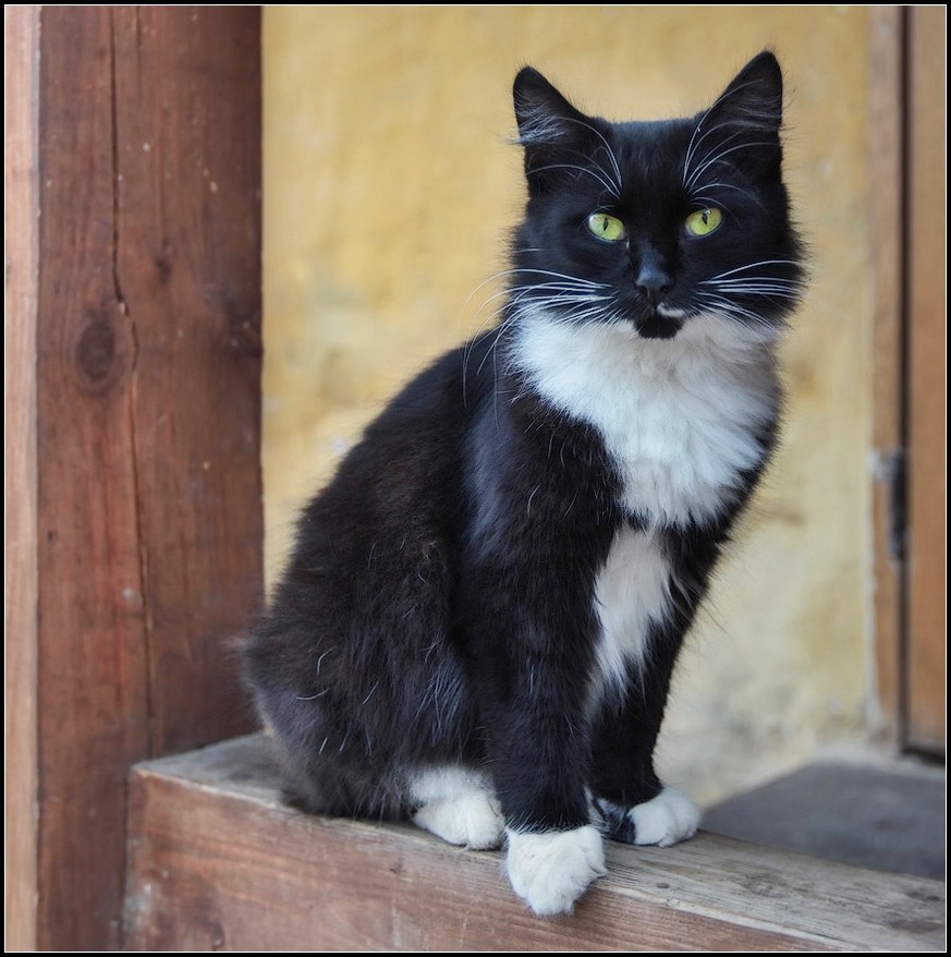 photo "cat" tags: nature, portrait, pets/farm animals, woman