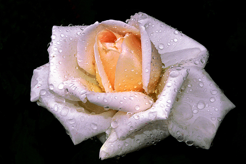 photo "Diamonds morning" tags: macro and close-up, drops, flowers, macro, rose