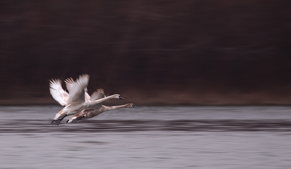 photo "Synchron in flight(Cygnus olor)" tags: nature, wild animals