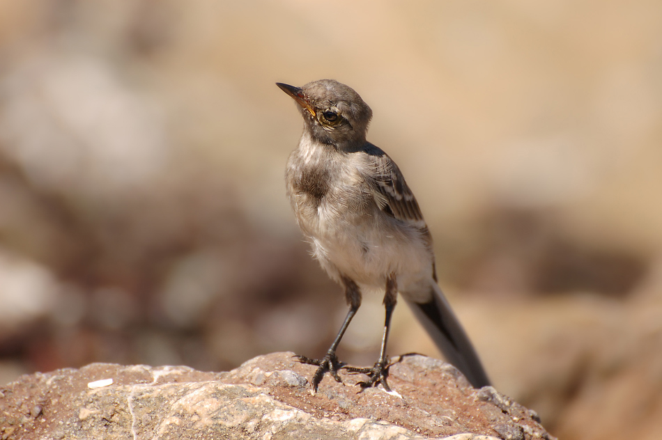 photo "Мotacilla alba" tags: nature, wild animals