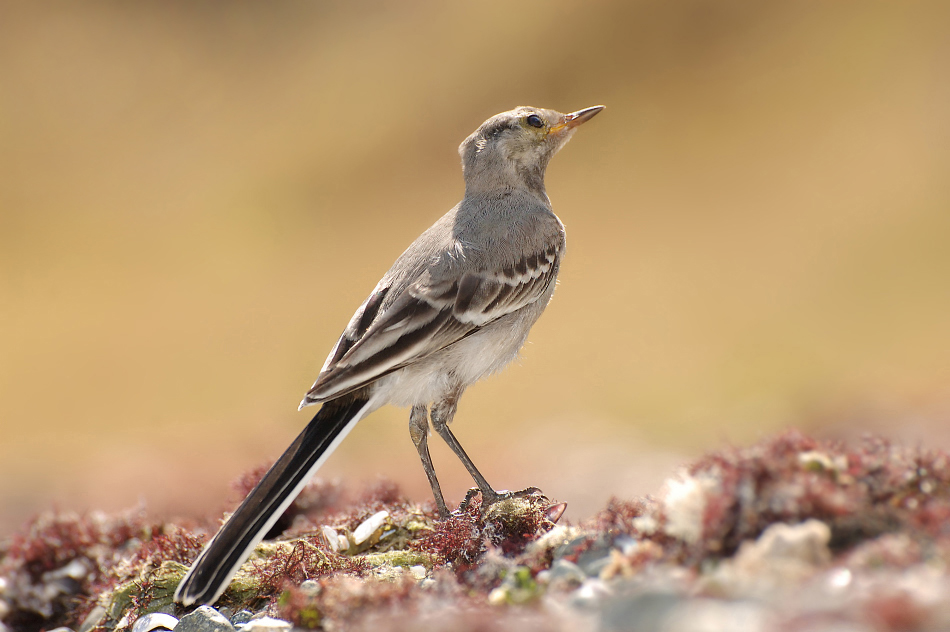 photo "Motacilla alba" tags: nature, wild animals