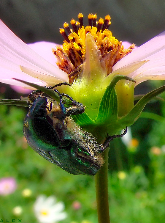 photo "Geotrupidae" tags: nature, insect