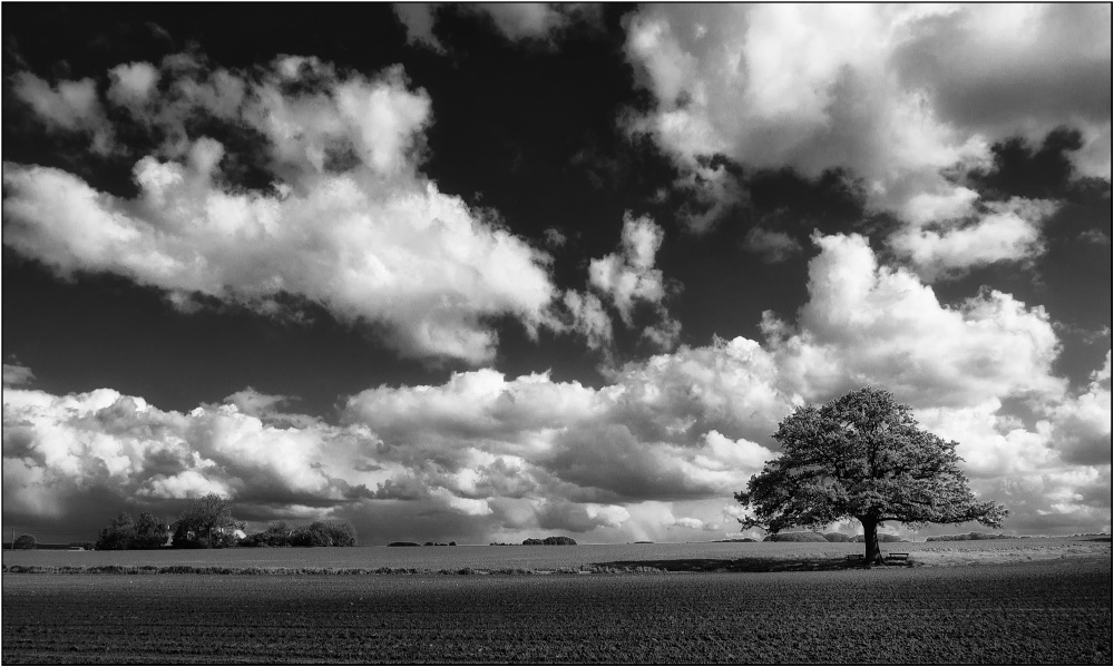 photo "The old oak..." tags: black&white, 