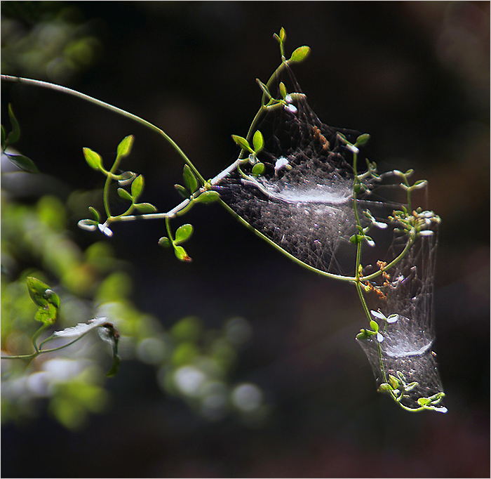 Картинки цифровые макро природа. Параллельный мир. Дуговое жилкование листовой пластинки у. Пять растений параллельных. Параллельный мир.