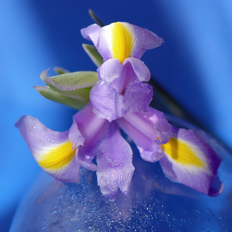 photo "***" tags: still life, 