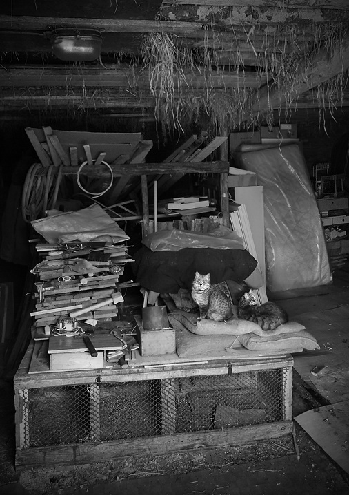 photo "Warehouse Managers" tags: black&white, nature, pets/farm animals