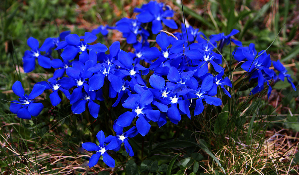 photo "Gentle spring miracle" tags: nature, flowers