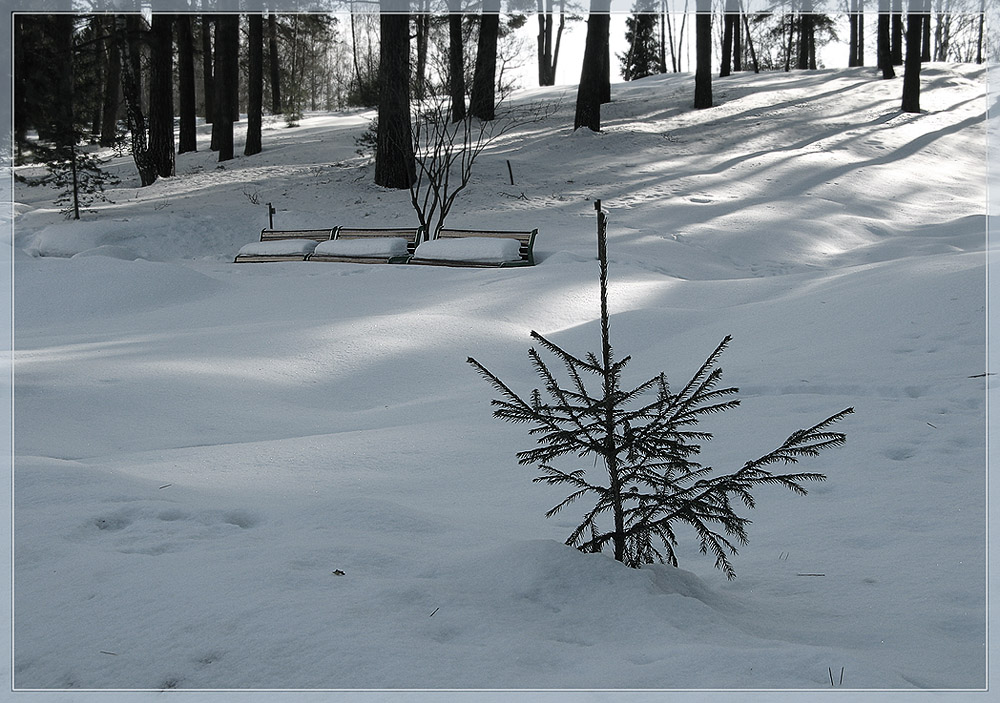 photo "Winry feather beds" tags: landscape, winter