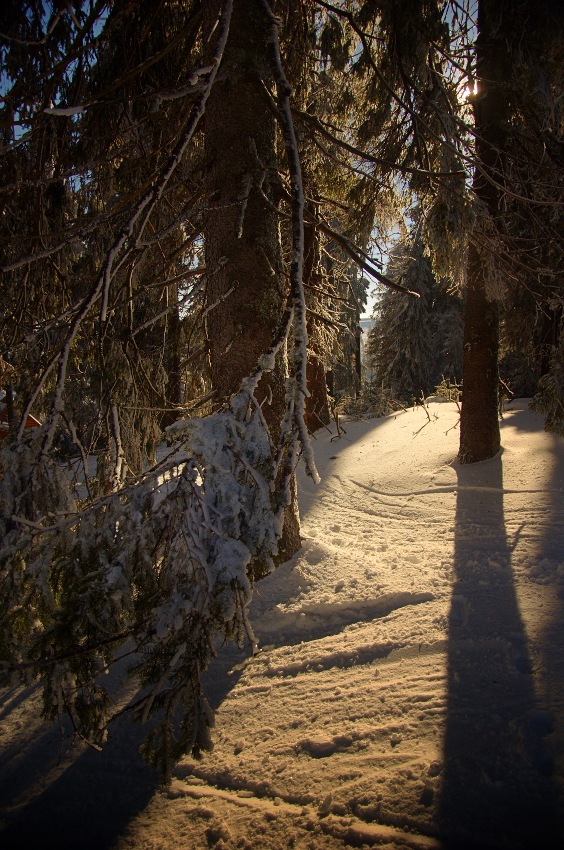 photo "***" tags: landscape, forest, winter