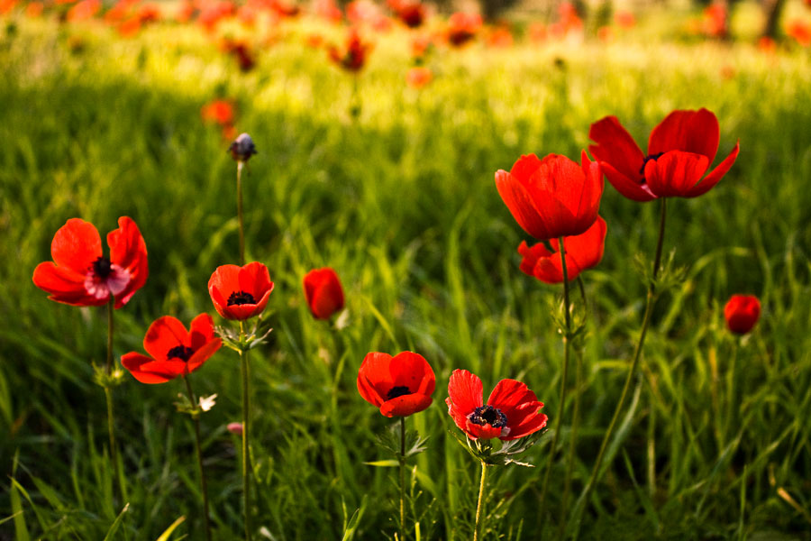 photo "***" tags: nature, landscape, flowers, spring