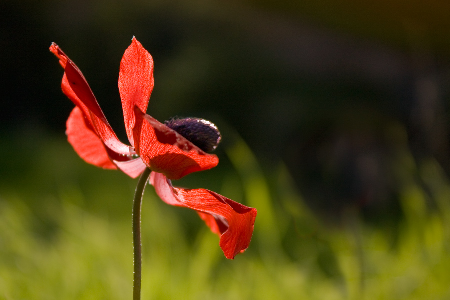 photo "***" tags: nature, flowers