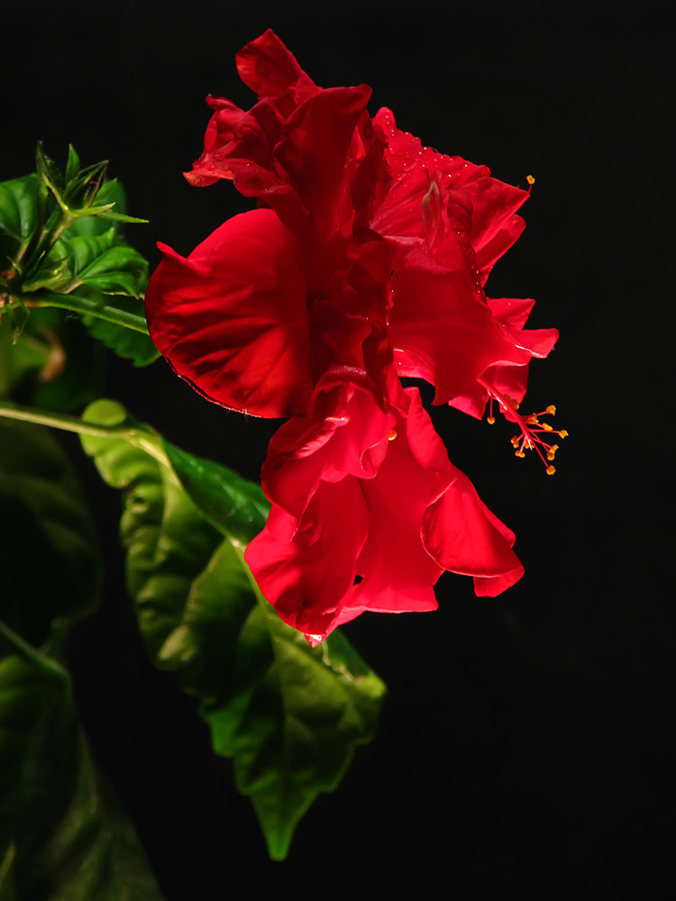 photo "***" tags: macro and close-up, nature, flowers