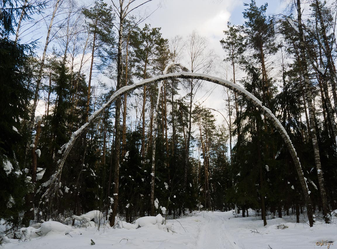 photo "Bent, but did not give up" tags: landscape, forest, winter