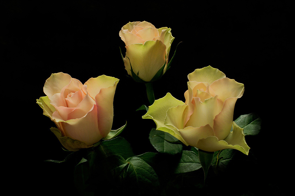 фото ""Как хороши, как свежи были розы..." И.П.Мятлев" метки: природа, цветы