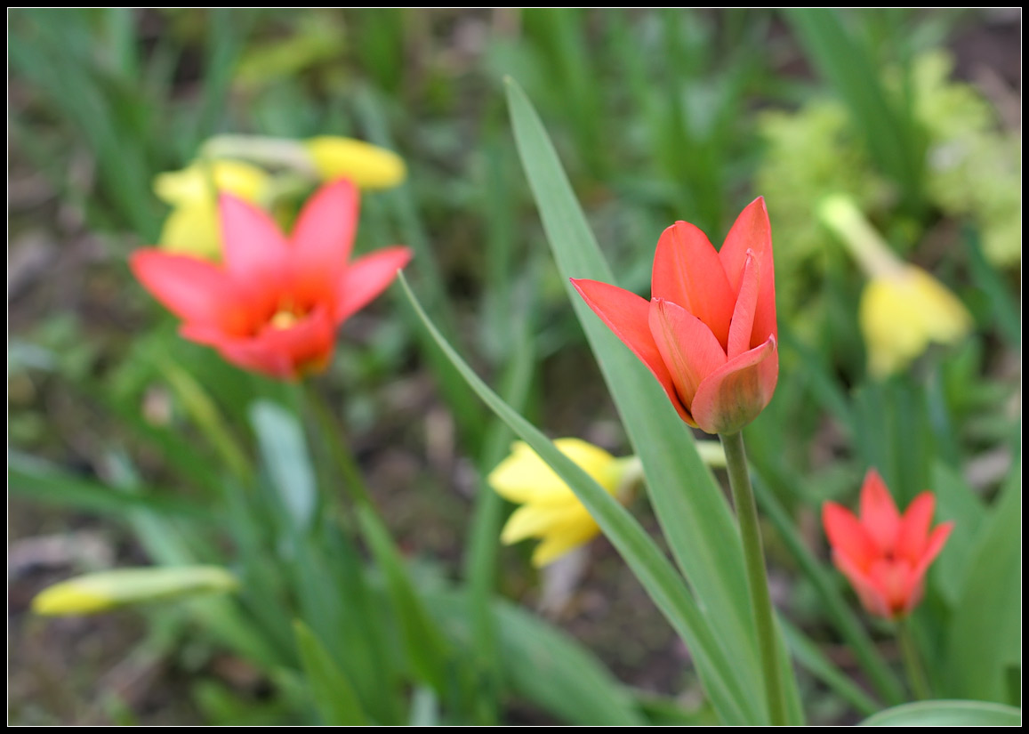 photo "Spring" tags: nature, flowers