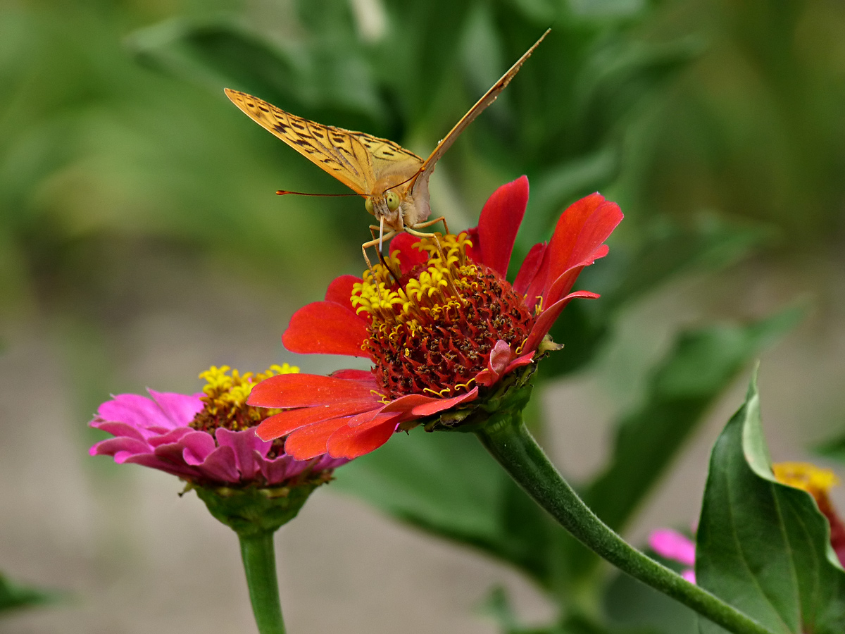 фото "Перламутровка пандора (лат. Argynnis pandora)" метки: природа, цветы