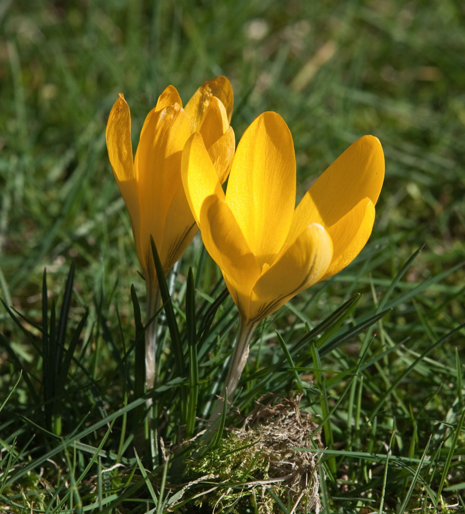photo "***" tags: nature, macro and close-up, flowers