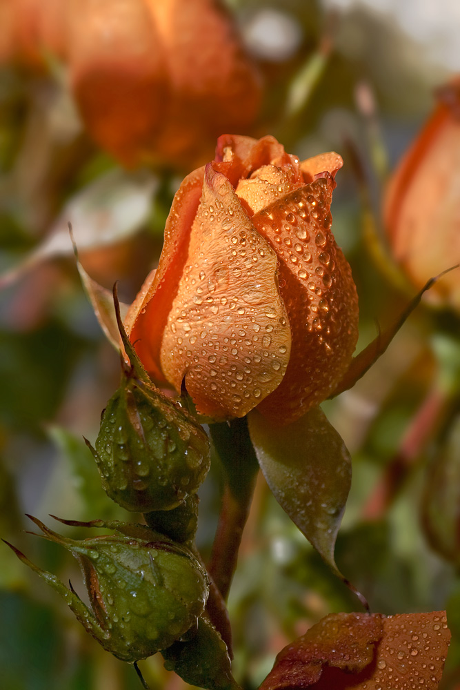photo "***" tags: macro and close-up, nature, flowers