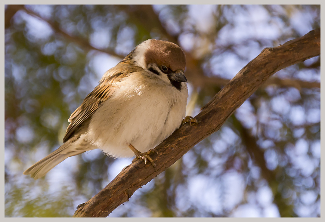 photo "Kolobok" tags: nature, wild animals