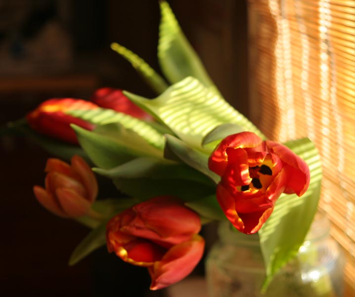фото "8 марта" метки: природа, натюрморт, цветы