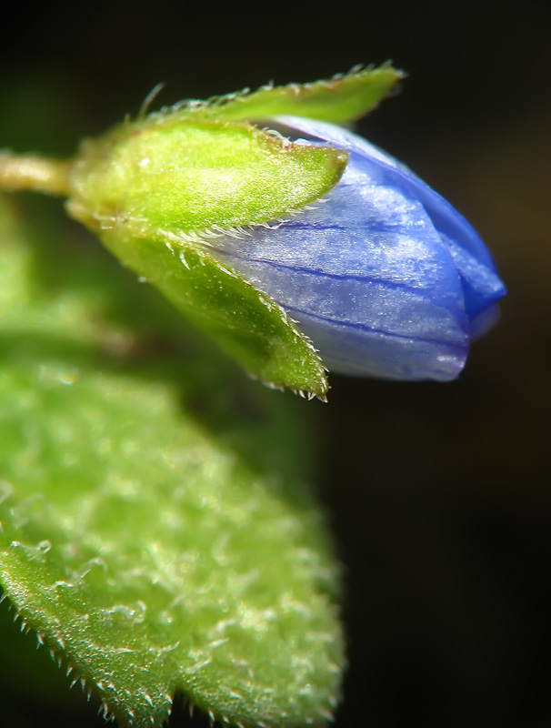 фото "Синенький скромный цветочек..." метки: макро и крупный план, природа, цветы