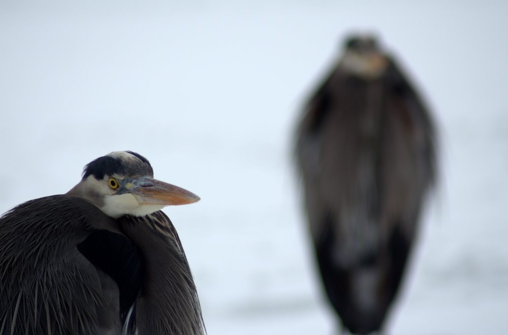 photo "***" tags: nature, travel, North America, wild animals
