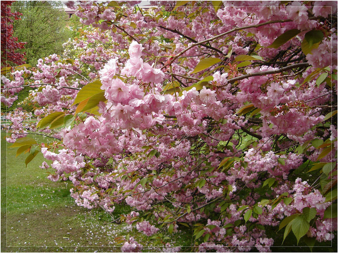 фото "Розовое облако" метки: пейзаж, природа, весна, цветы
