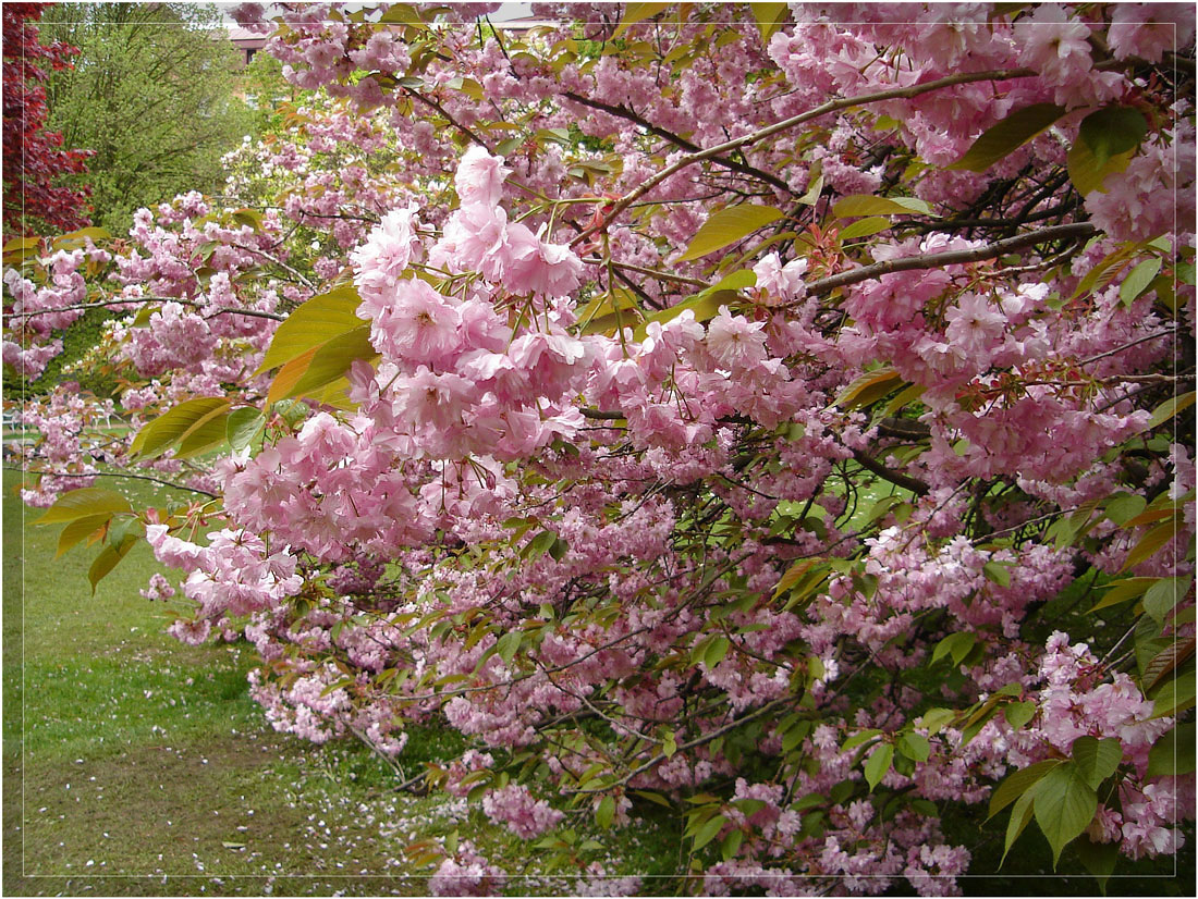 photo "***" tags: landscape, nature, flowers, spring