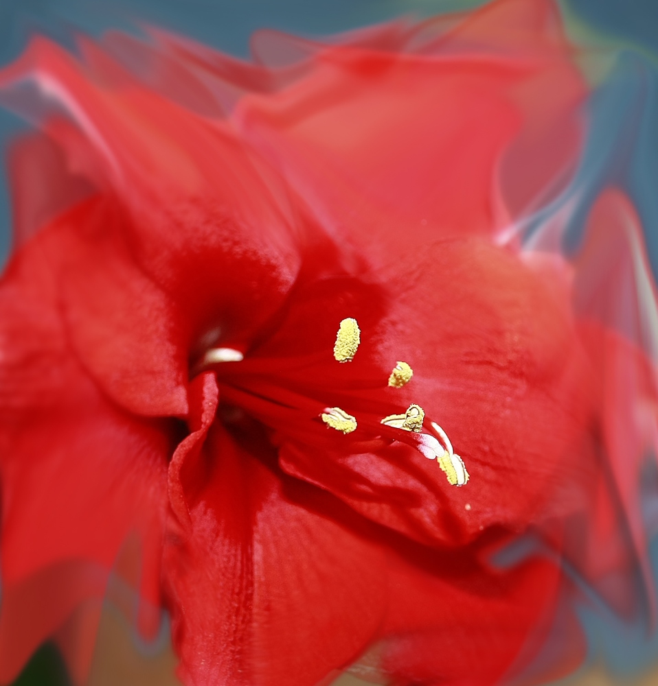 photo "***" tags: nature, flowers
