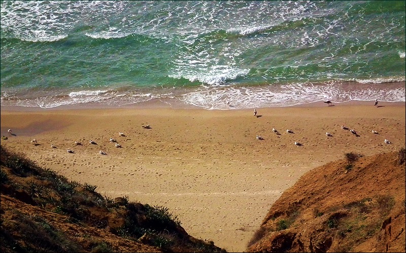 photo "Gale warning" tags: nature, wild animals